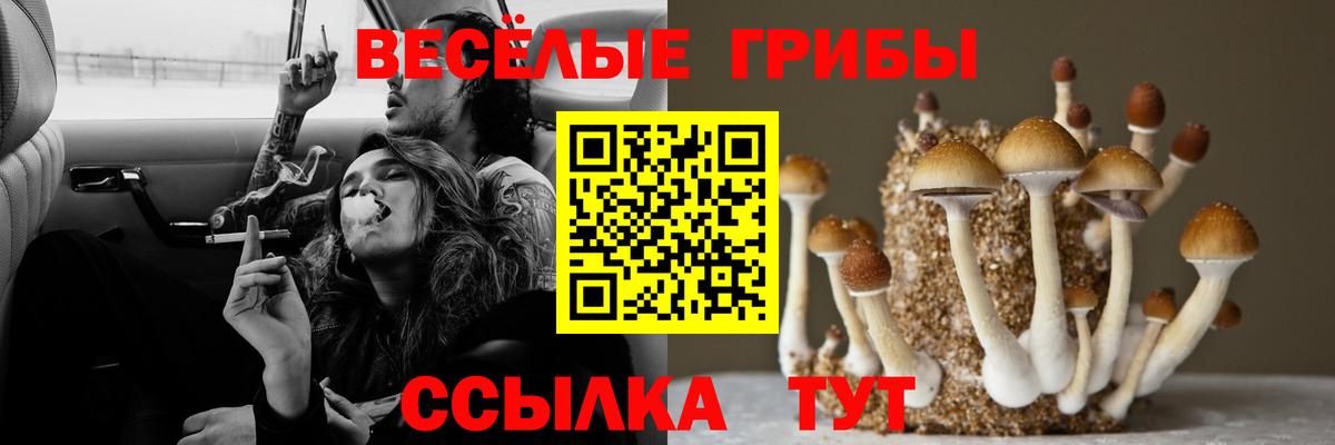 Галлюциногенные грибы Psilocybe Дербент
